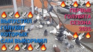🕊🕊🕊 Первые голубята сезона 2025 года. Выпустил голубят, которых сам выкормил. Николаевские голуби