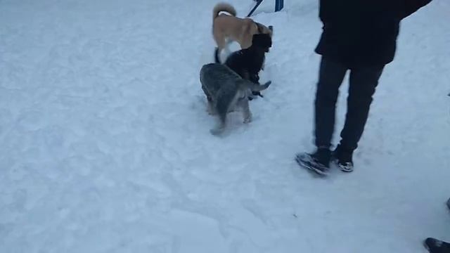 Игры шнауцеров Марты и Нерона. смотреть онлайн