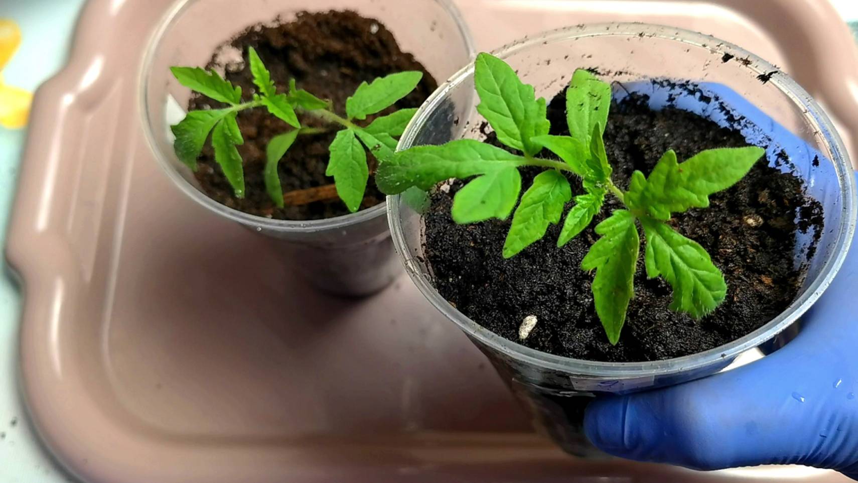 Пикирую томаты только так! Как правильно пикировать рассаду томатов смотреть онлайн