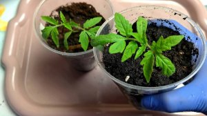 Пикирую томаты только так! Как правильно пикировать рассаду томатов