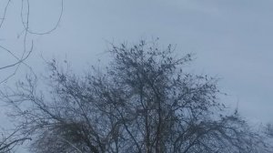 Скворцы много VID_20250315_121657