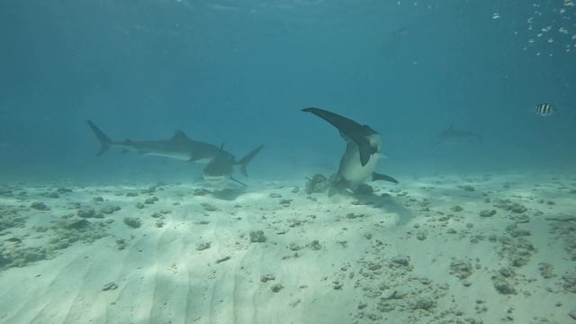 Отгоняю Дарси