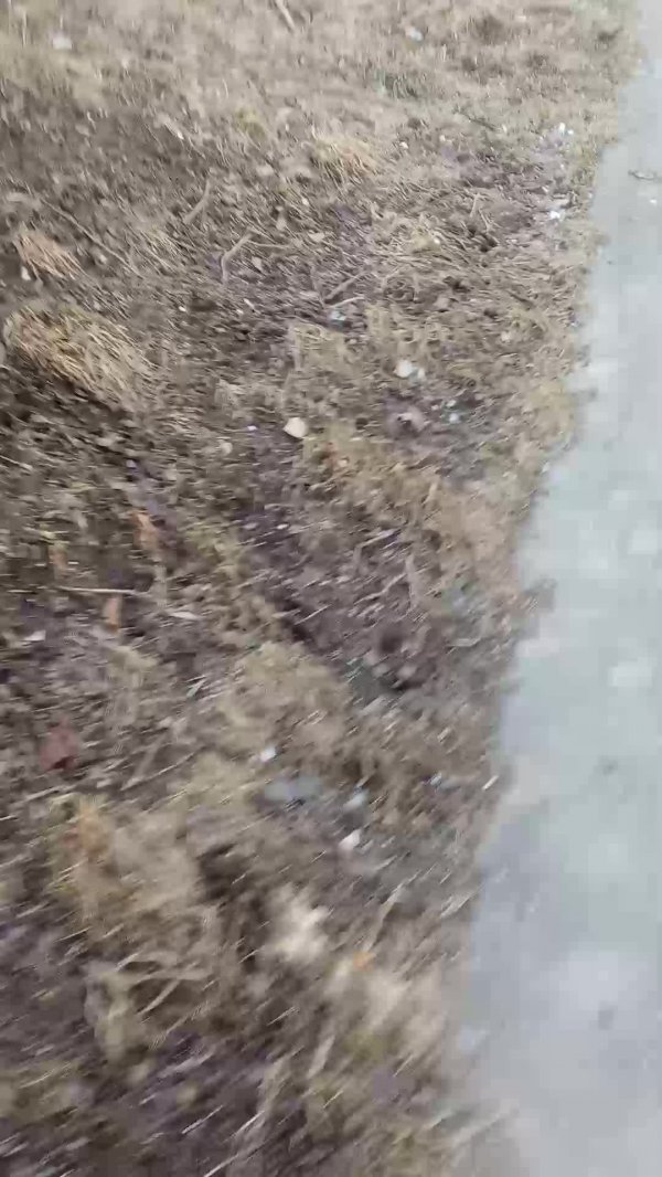 выживаем в лесу