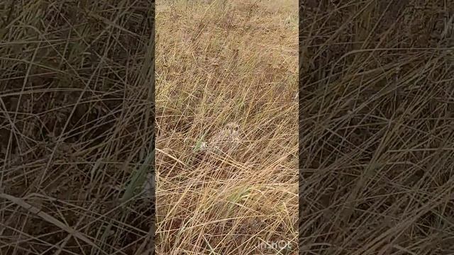 Сова щелкает клювом/Owl Clicks Its Beak