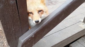 Лиса-Алиса. Лиса обрадовалась необычному угощению