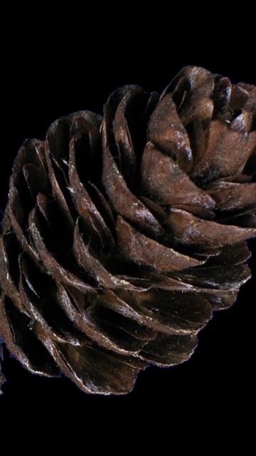 Timelapse of Larch Cones смотреть онлайн