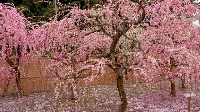 САДЫ КИОТО. НЕЖНАЯ КРАСОТА ПЛАКУЧЕЙ СЛИВЫ В ЦВЕТУ  в Киото и Миэ в 2021 году