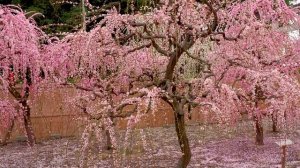 САДЫ КИОТО. НЕЖНАЯ КРАСОТА ПЛАКУЧЕЙ СЛИВЫ В ЦВЕТУ  в Киото и Миэ в 2021 году