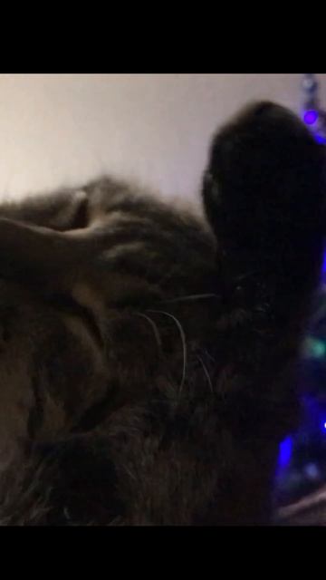 Можно вечно смотреть на огонь, воду и как умывается кот #медитация смотреть онлайн