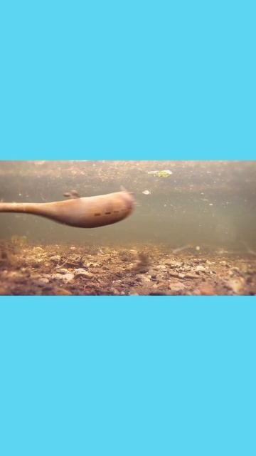 The Tullimonstrum: An Oddity Of The Prehistoric World. #shorts #interestingfacts