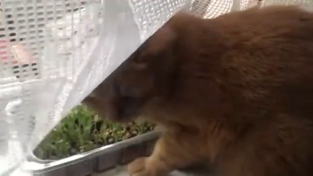 DIY. Рыжий кот веган