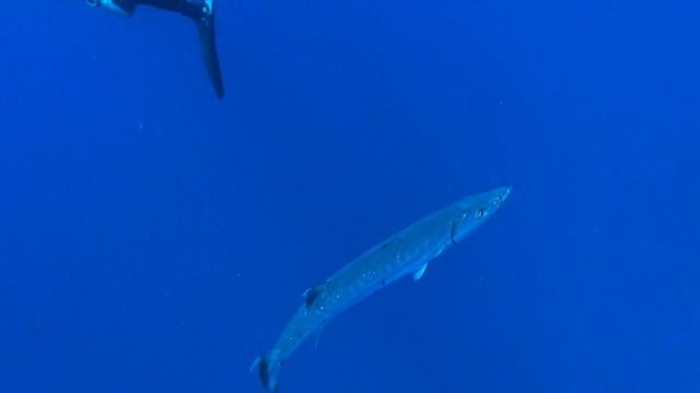 Barracuda a volontà смотреть онлайн