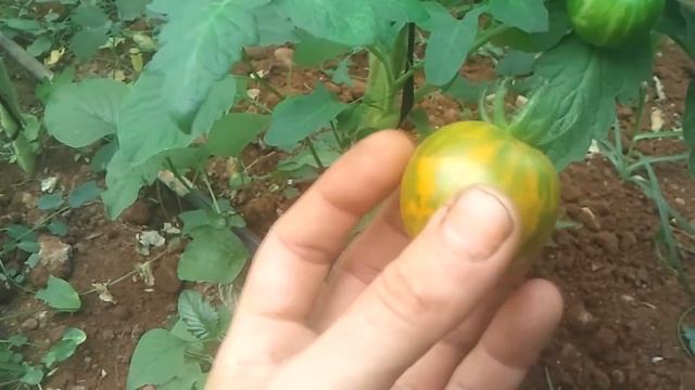 GREEM CHERRY ZEBRA смотреть онлайн