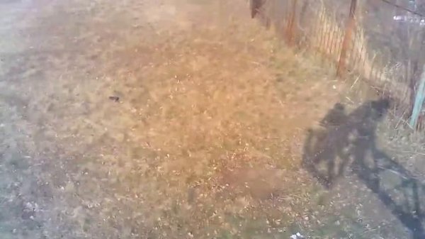 У а а а обезьяны