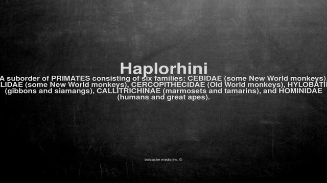 Medical vocabulary: What does Haplorhini mean смотреть онлайн