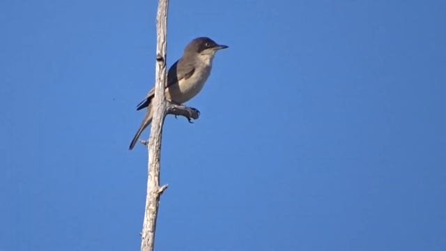 Curruca mirlona occidental смотреть онлайн