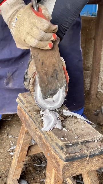 Very comfortable, smooth and clean, trim the donkey's hoof #asmr #hoof #trimmer #donkey #farming смотреть онлайн