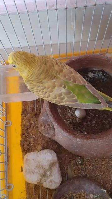 love birds breeding time egg & mother birds смотреть онлайн