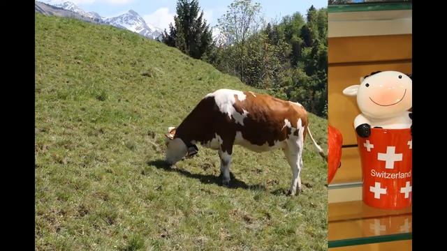 Швейцарские коровы смотреть онлайн