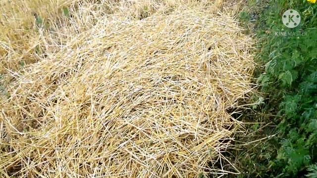 Видео с архива. Тюкую солому МТЗ-80 прес Киргизстан 2020 года