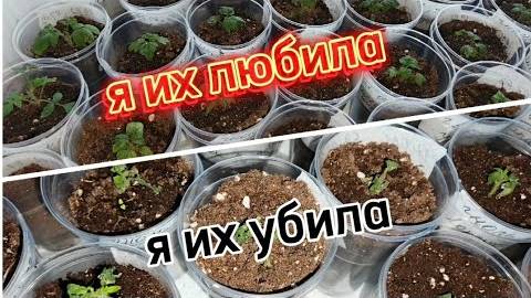 Рассада томатов погибла!😭А вина этому—я...😡 смотреть онлайн