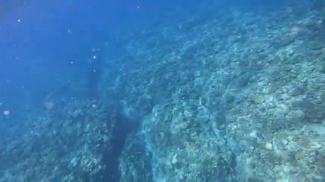 Spear fishing Okinawa p ocean 179 смотреть онлайн