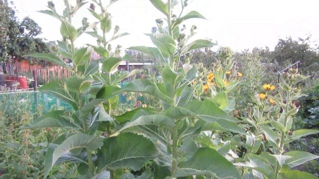 Петров и его аптекарский огород