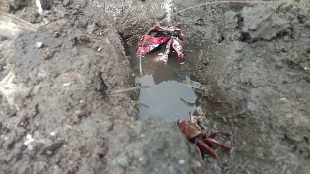 Hunting Mud Lobster смотреть онлайн