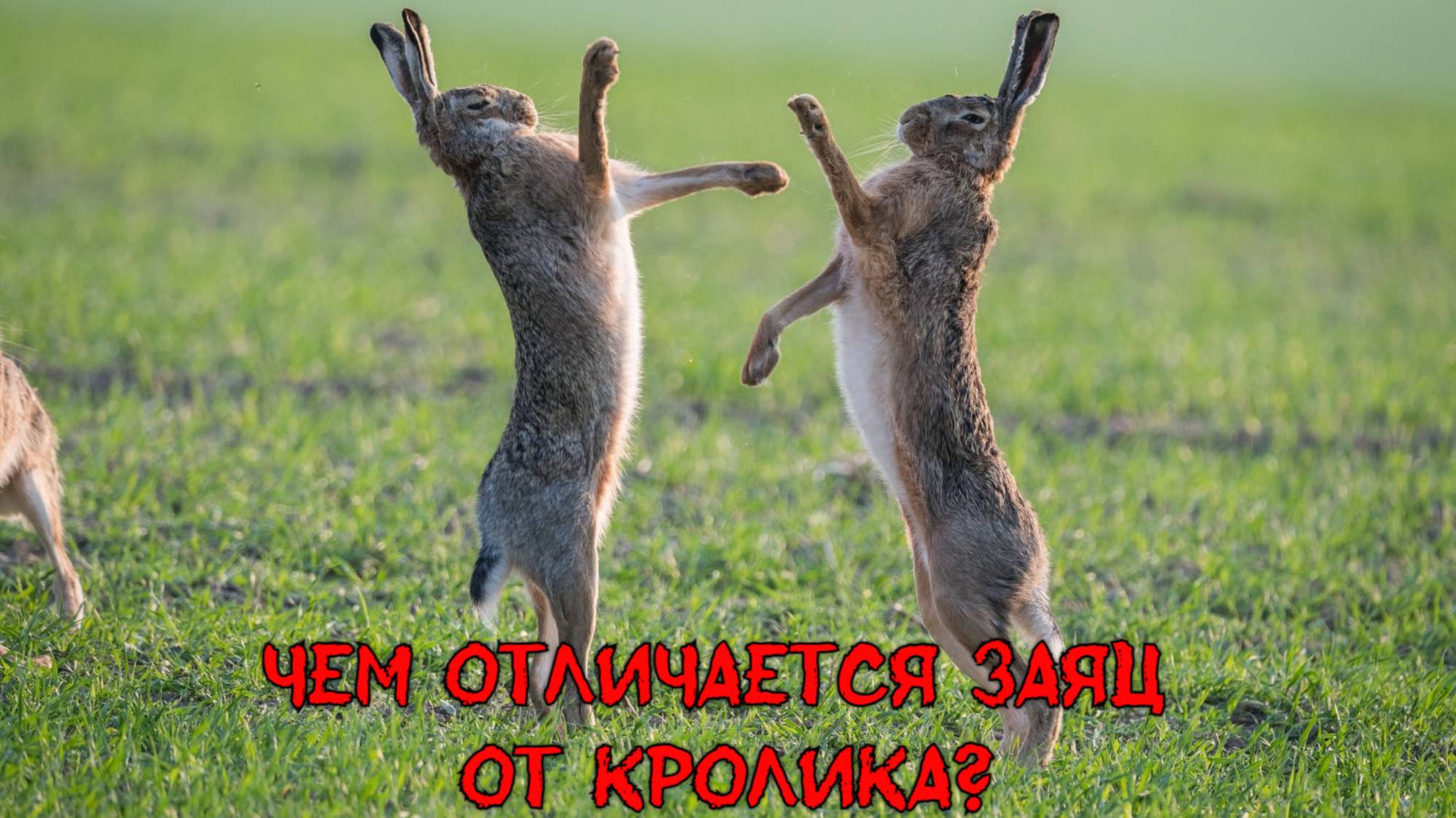 Чем отличается заяц от кролика? смотреть онлайн