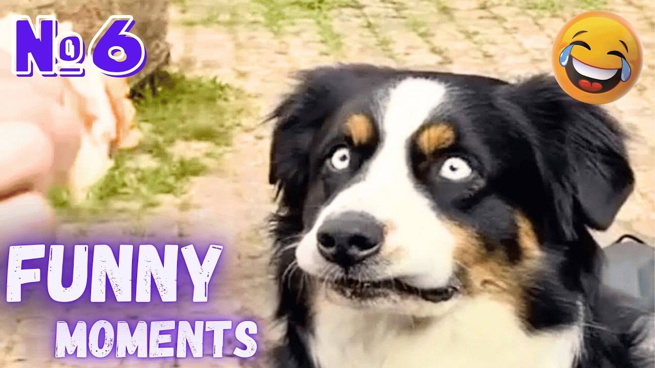 САМЫЕ ЗАБАВНЫЕ ЖИВОТНЫЕ🤣ЛУЧШИЕ ПРИКОЛЫ 🤗😸ТОП приколов с животными👹ЛУЧШИЕ ЖИВОТНЫЕ смотреть онлайн