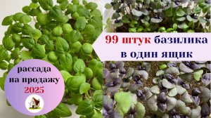 17. Базилик. Пикировка в ящики по 99 штук. Рассада на продажу 2025.