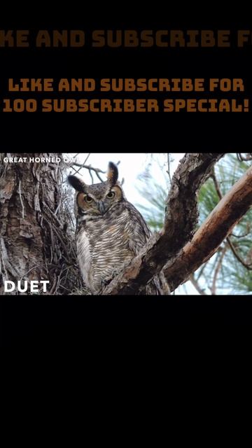 Great-Horned Owl Sounds pt.7 смотреть онлайн
