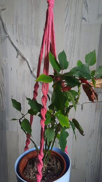 кашпо в розовом цвете 💗 смотреть онлайн