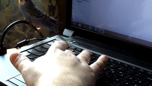 Попугайчик Стёпка смотреть онлайн