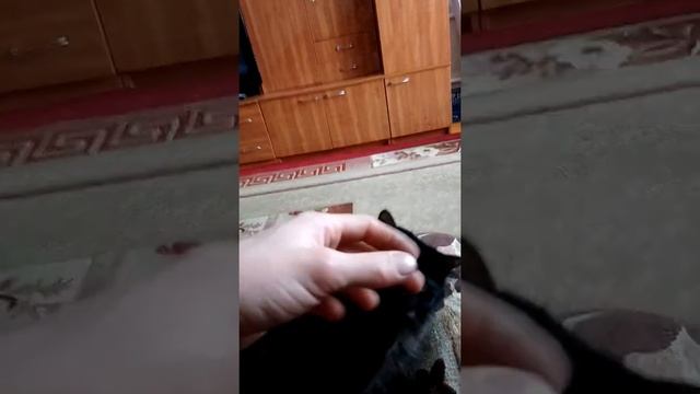 Кошка любит семечки смотреть онлайн