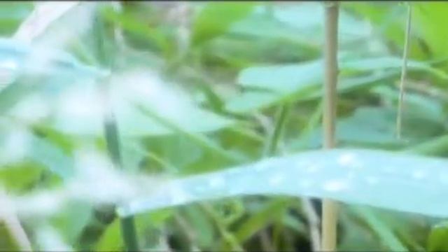 SAICO 世界が静かで こんなに静かで смотреть онлайн