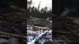 Лес 2017