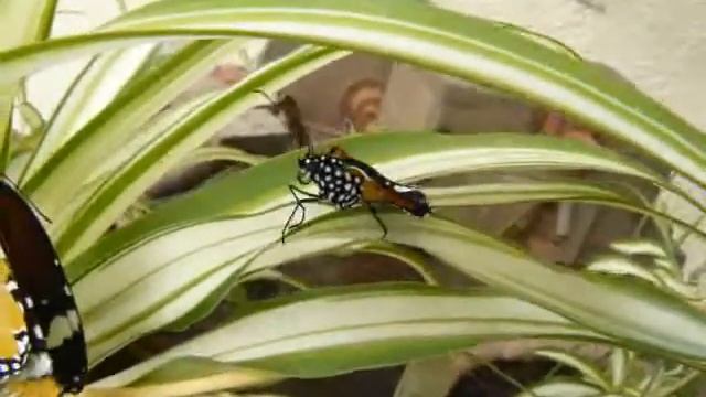 Plain Tiger Emerges смотреть онлайн