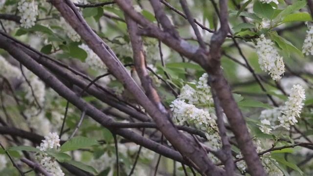 Зеленая пеночка смотреть онлайн