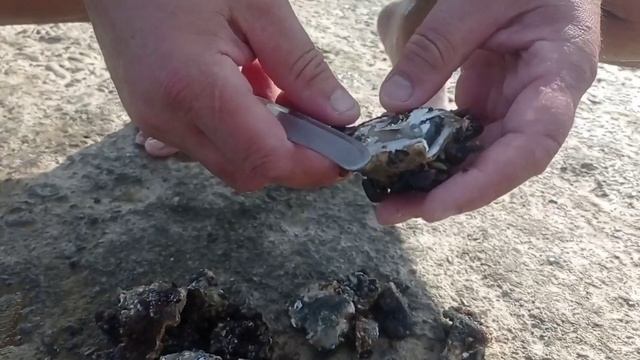 Собираем устрицы в Абхазии смотреть онлайн