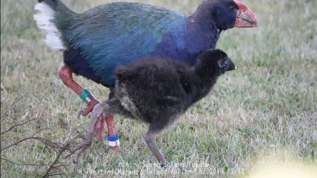 ニュージーランドの珍鳥　 ”タカヘ”（New Zealand Rare Bird 