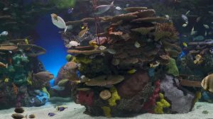 Аквариум, живые обитатели морей, релаксирующая музыка, заставка на ТВ 4K UHD Screensaver