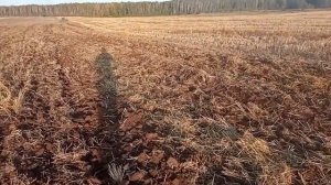 ДТ-75М с переделанной БДТ-3. Дискование стерни. Немного Философии в поле)))