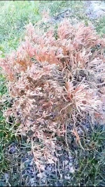 НУ ЗДРАВСТВУЙ 2022 ГОД!!! НАШ БЕССНЕЖНЫЙ ЯНВАРЬ 2022 ГОДА! смотреть онлайн