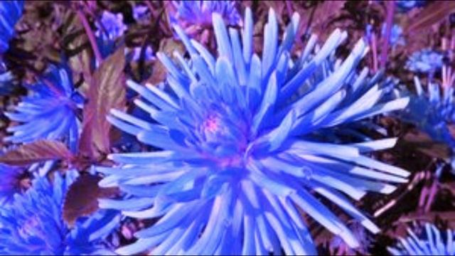 Благо есть славить Господа смотреть онлайн