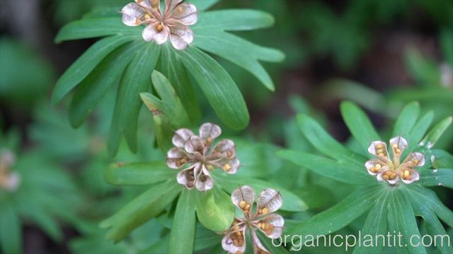 Winter Aconite Seed Harvest | Organic Plant It смотреть онлайн