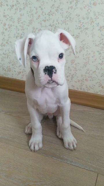 Немецкий боксер, нос сердечком /German boxer #shorts смотреть онлайн