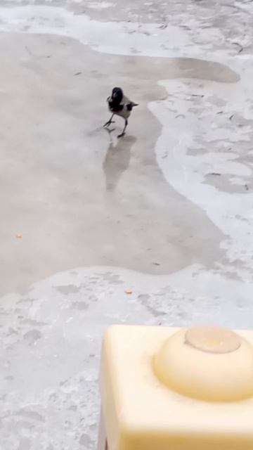 Ворона конькобежец | Реал Лайв |