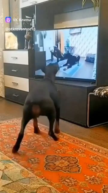 vkclips_20250315013953 смотреть онлайн