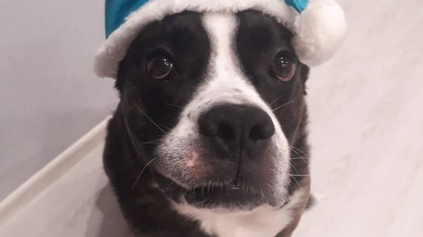 Cat simulator game играем первая часть